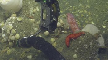 Media type: image;   Invertebrate Zoology 153153 Description: live specimen;
